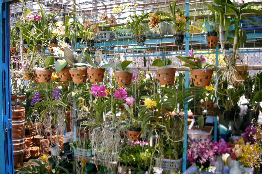 Cửa hàng phong lan giống chất lượng tại Hà Nội