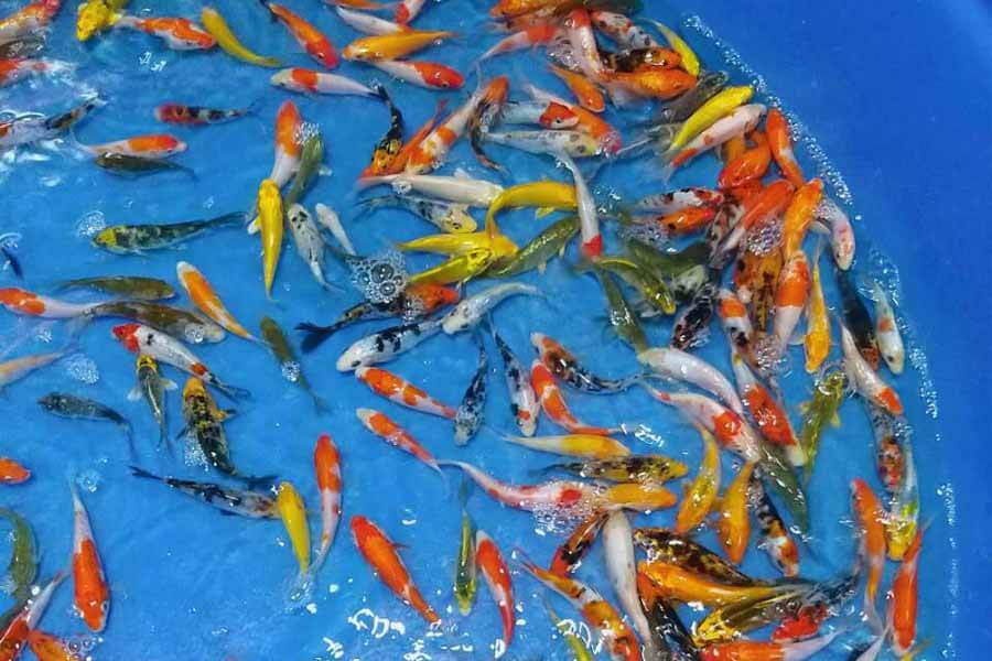 Shop bán cá koi chất lượng tại Hà Nội