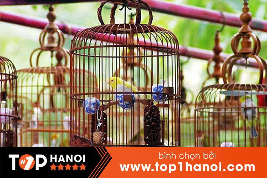Siêu phẩm chim cảnh “cực độc” của đại gia Hà Nội, trả nửa tỷ một con cũng  không bán
