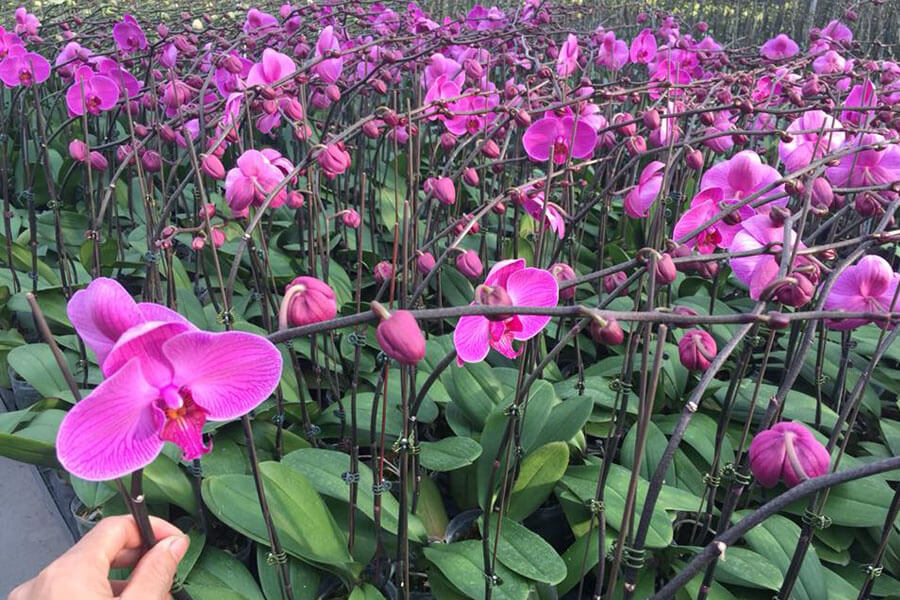 Địa chỉ bán phong lan giống giá tốt tại Hà Nội