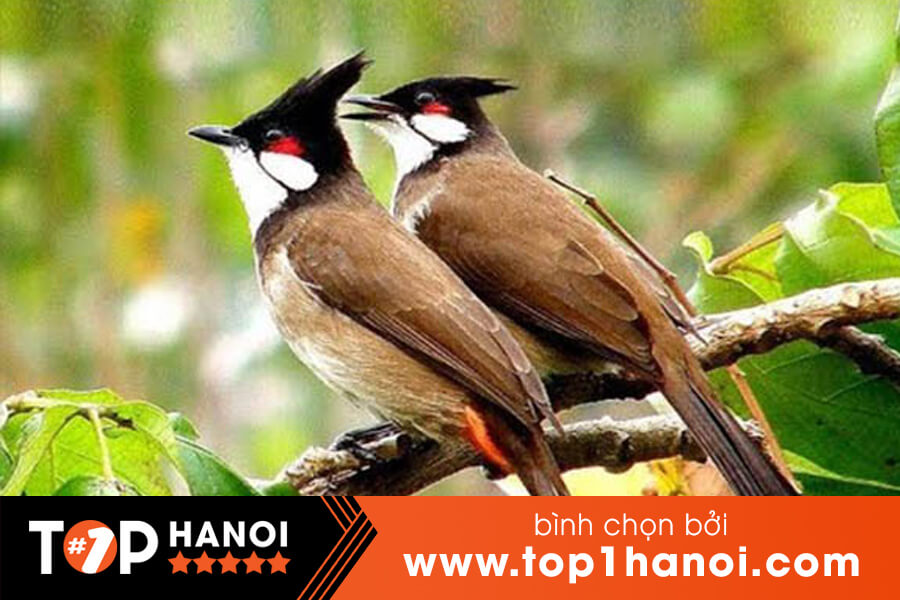 Top 10 địa chỉ bán chim cảnh đẹp, giá tốt nhất tại Hà Nội - TopBrands