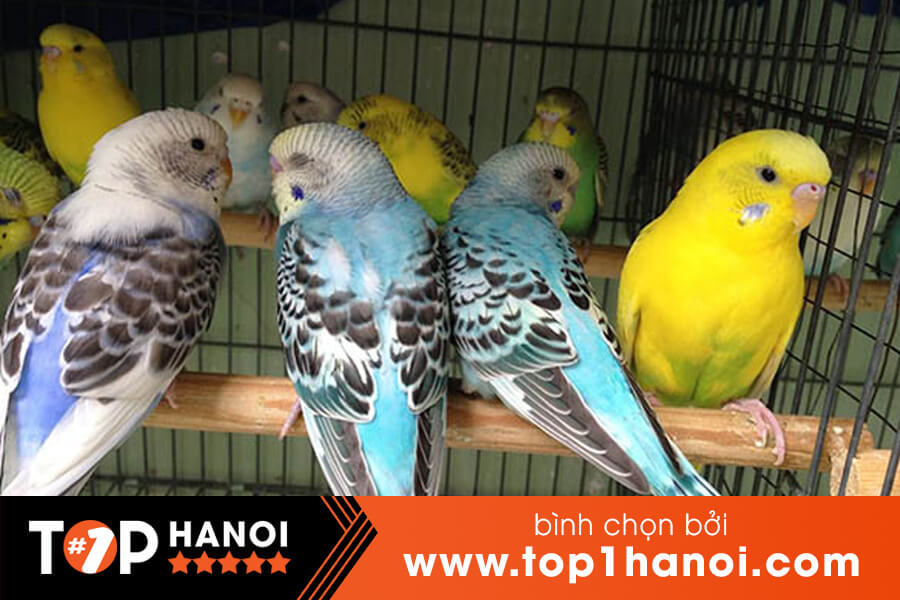 Vào cửa hàng chim cảnh Hồng Nhung 2, chợ chim cảnh thú cưng lớn nhất Sài  Gòn - YouTube