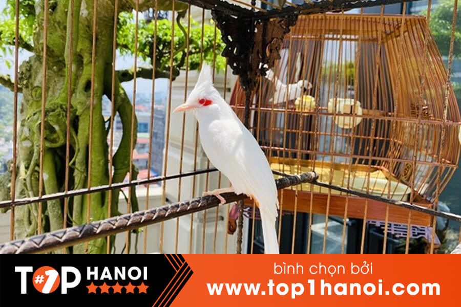 DACOTE - Chim cảnh, thú cưng, Cửa hàng trực tuyến | Shopee Việt Nam