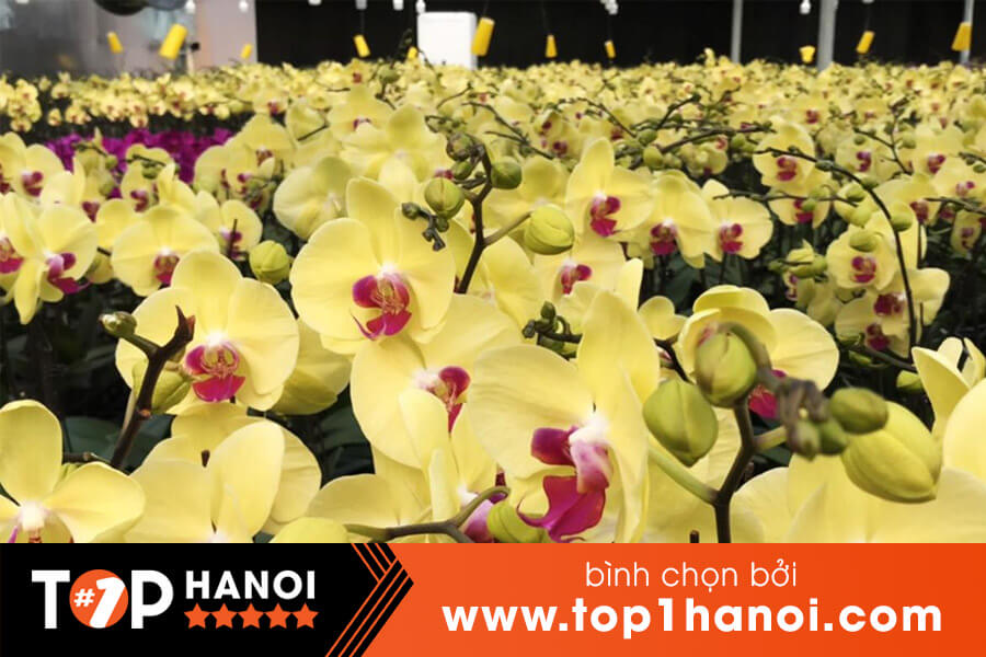 Shop hoa lan Hà Nội Bảo Ái Orchids