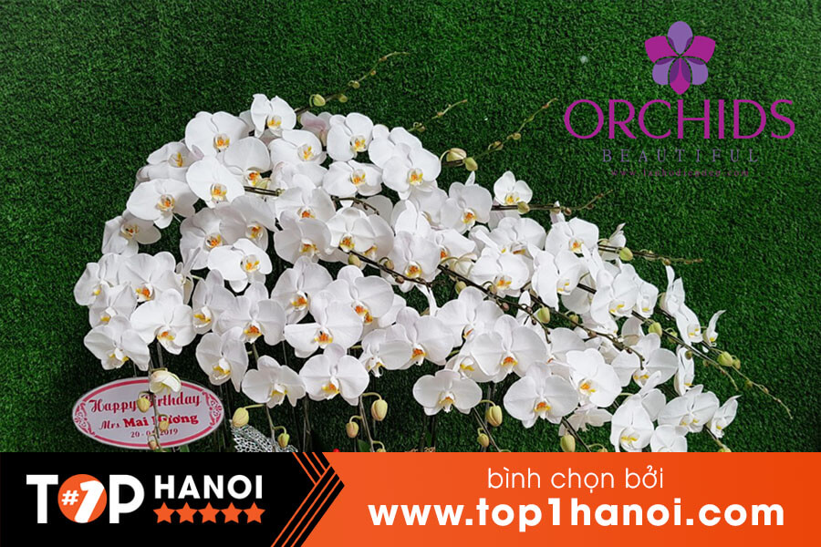 Shop hoa lan Hà Nội giá rẻ Beautiful Orchids