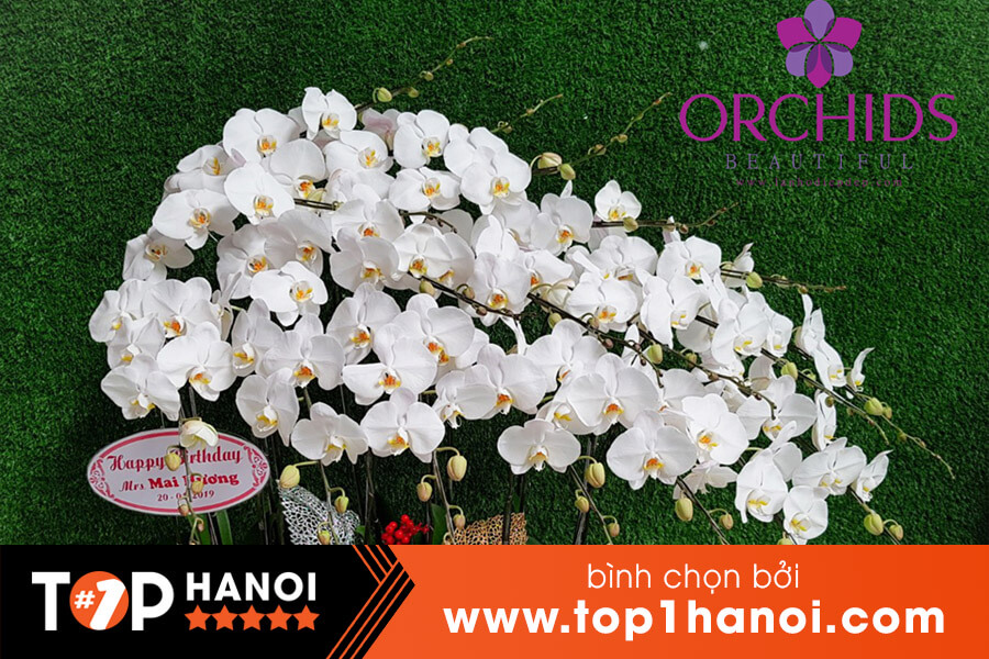 Cửa hàng hoa lan Hà Nội uy tín Hà Nội Orchids