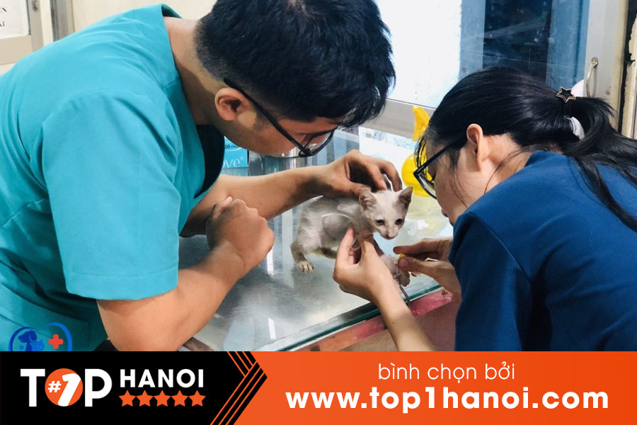 Bệnh viện thú y Hà Nội Chien Viet